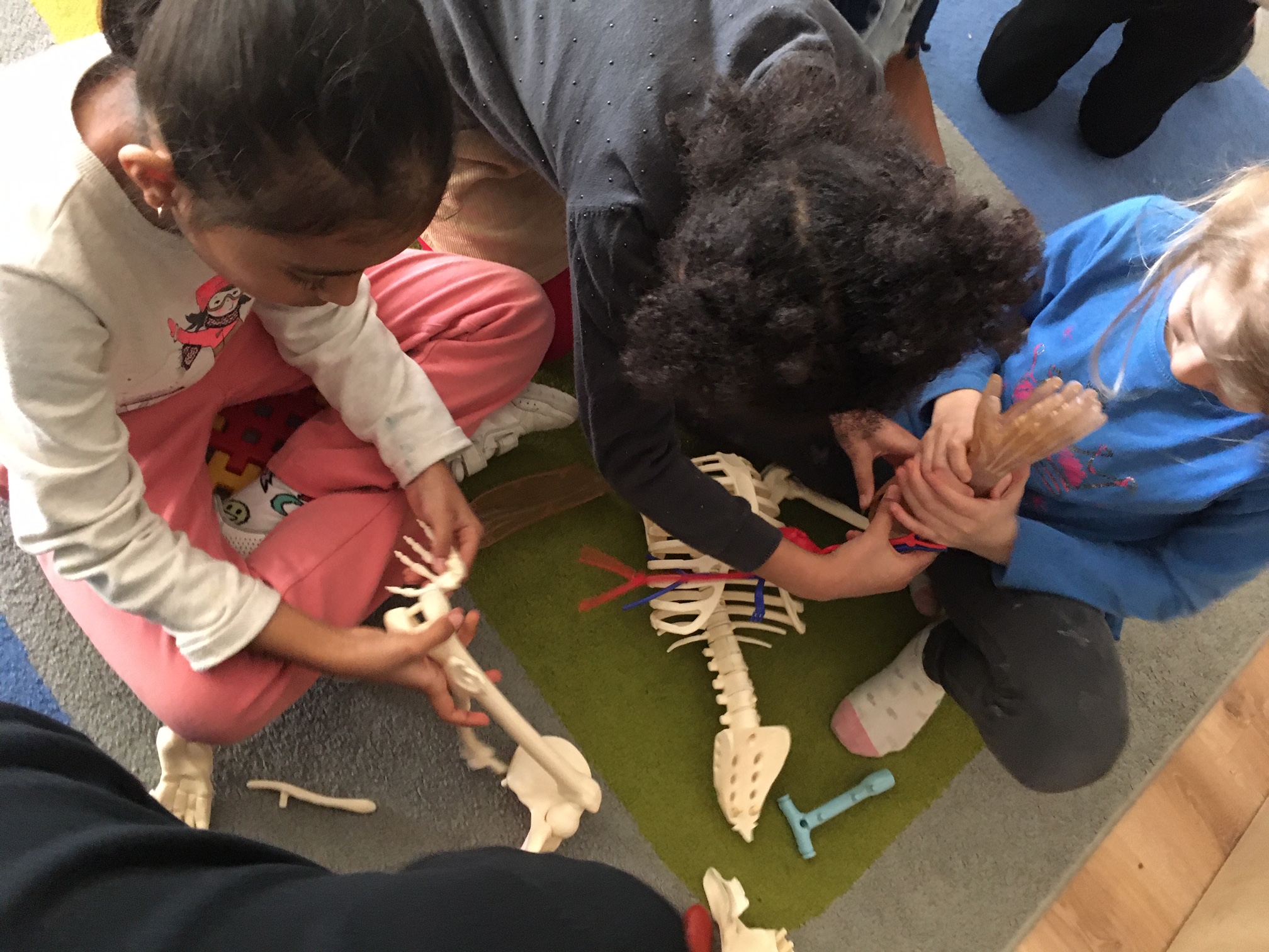 We are learning how the human body works