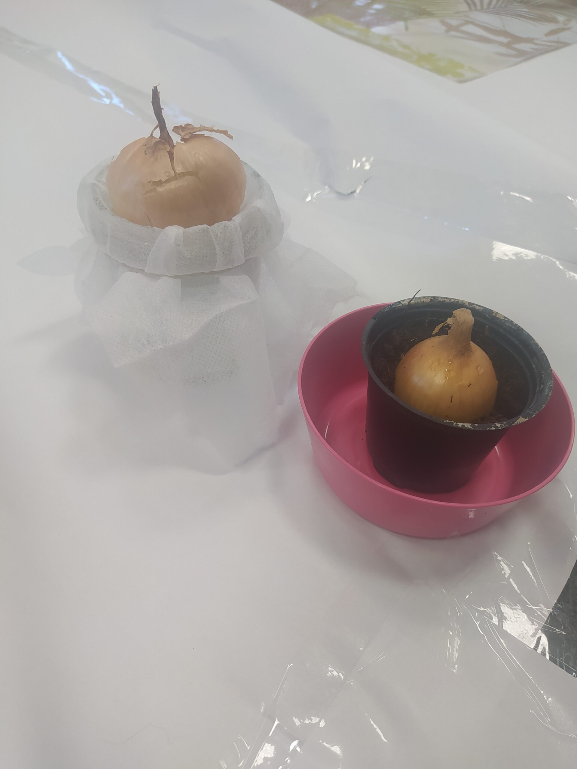 Onion Thursday at Beavers’ 🧅