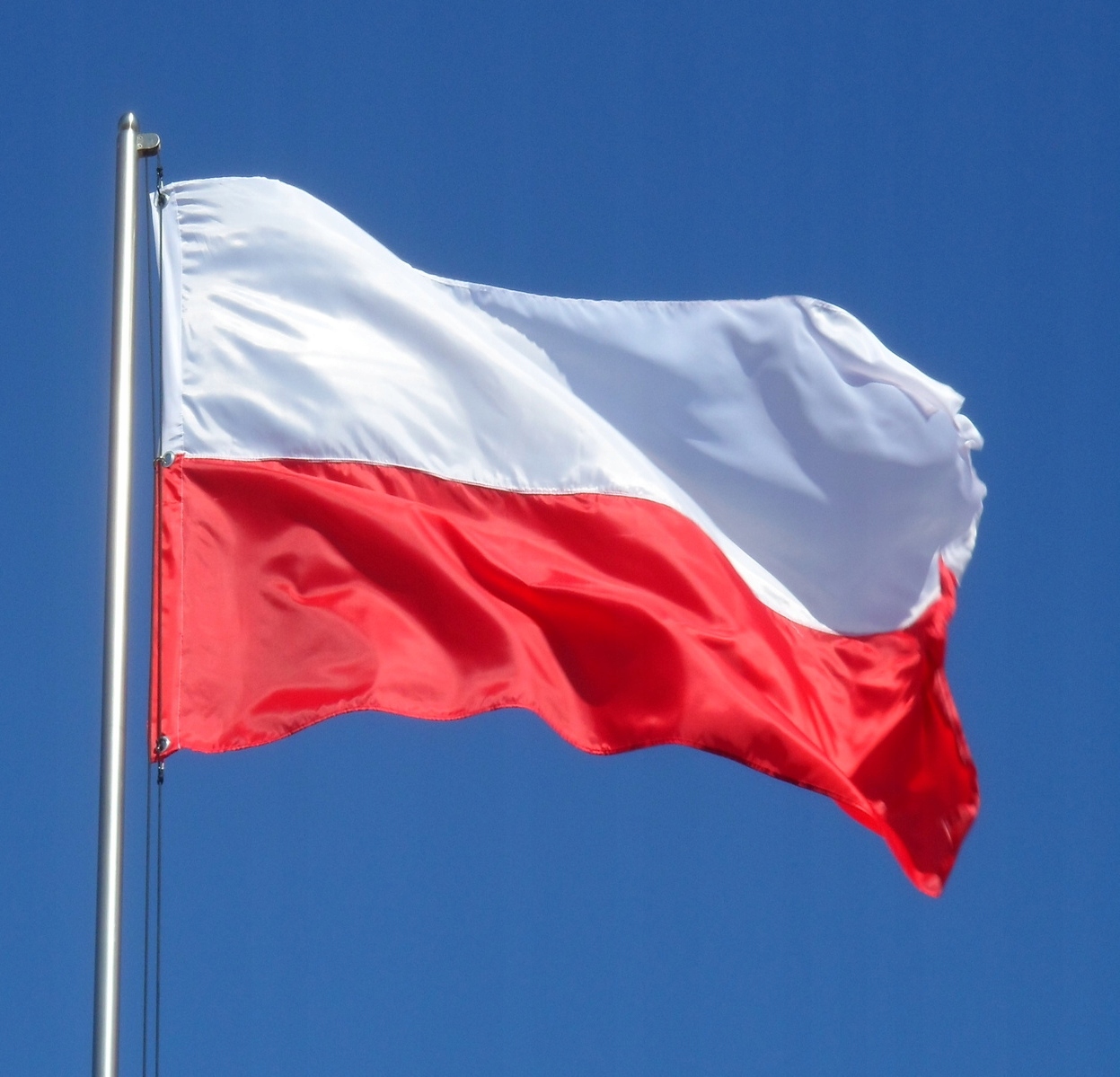 Misie świętują ⚪🔴